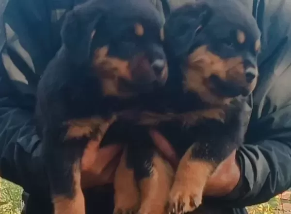 Sağlıklı Ve Güçlü Rottweiler Yavruları