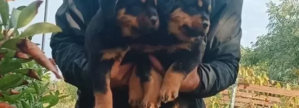 Sağlıklı Ve Güçlü Rottweiler Yavruları
