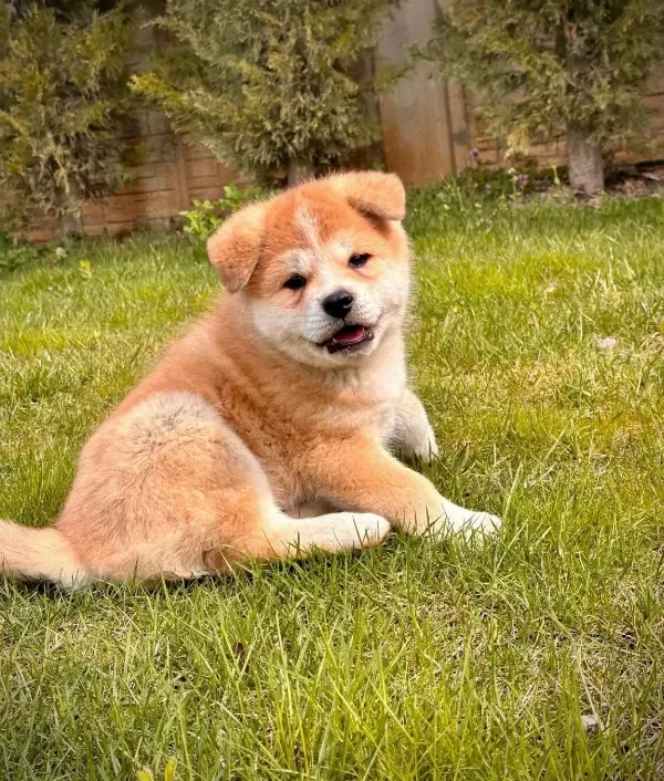Japon Akita Inu Yavrulari İstanbul