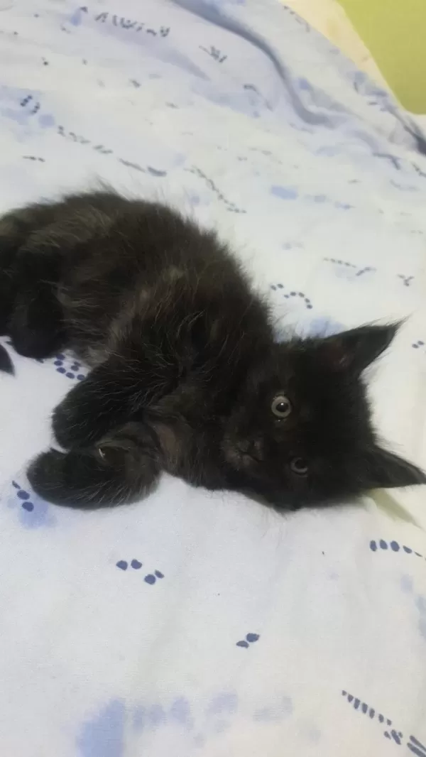 Maine Coon Black Solid Dişi Ve Erkek