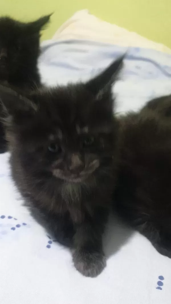 Maine Coon Black Solid Dişi Ve Erkek
