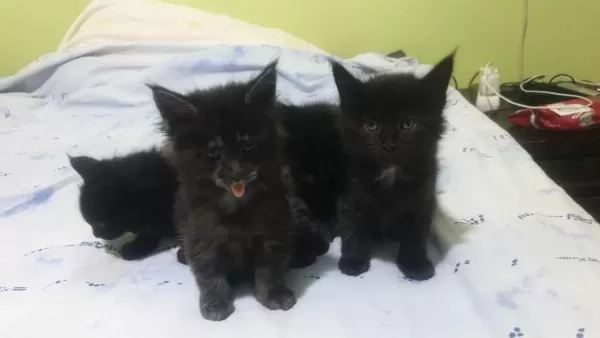 Maine Coon Black Solid Dişi Ve Erkek
