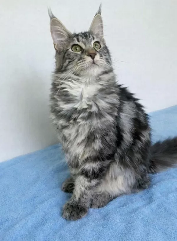 Maine Coon Saf Kan Silver Tabby Dişi
