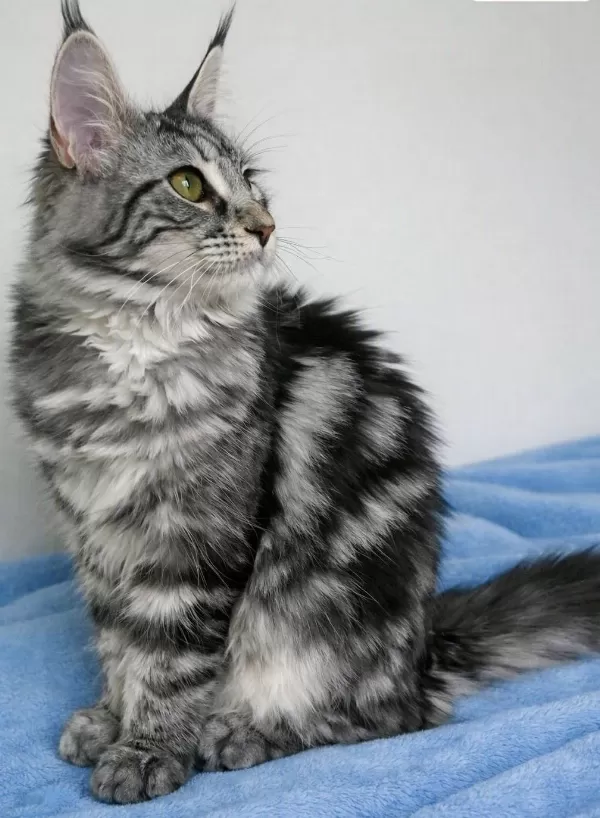 Maine Coon Saf Kan Silver Tabby Dişi
