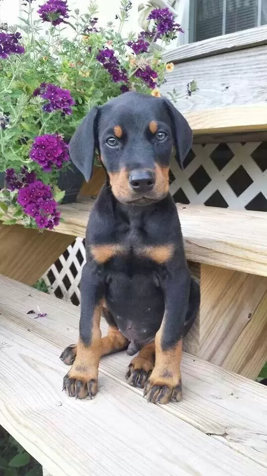 Her Eve Şart Doberman Köpeği