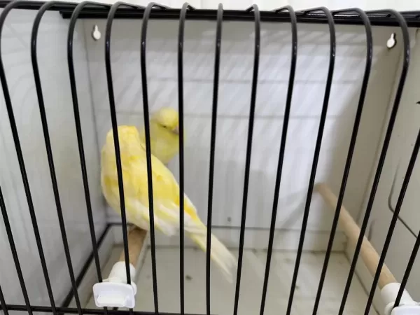 Erkek 26 Lı Dişi 24 Li Kanarya