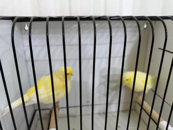 Erkek 26 Lı Dişi 24 Li Kanarya