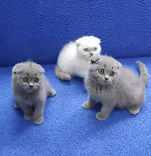 İstanbul İçi 7/24 Adrese Teslim Scottish Fold Ponçikler