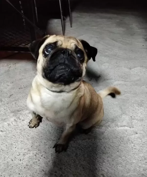 Acil Sahiplendirilecek Pug Köpeğimiz