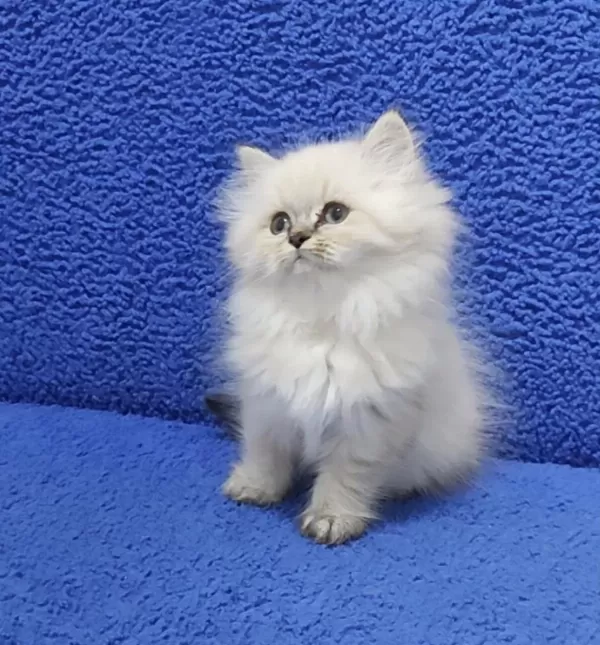 İstanbul İçi 7/24 Adrese Teslim Longhair British Ponçik