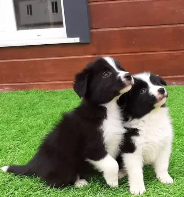 Border Collie Yavruları