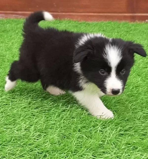 Border Collie Yavruları