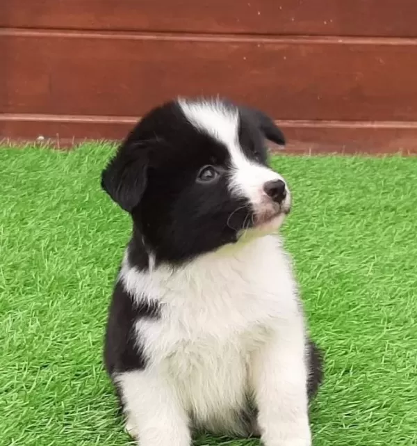Border Collie Yavruları