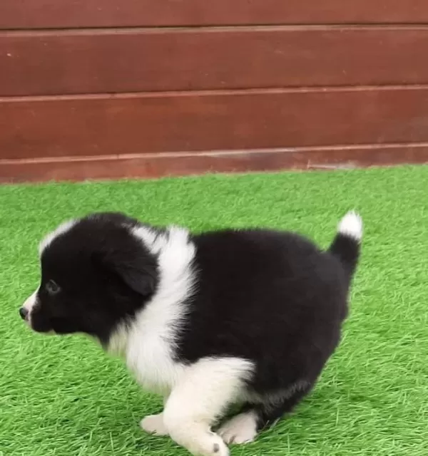 Border Collie Yavruları