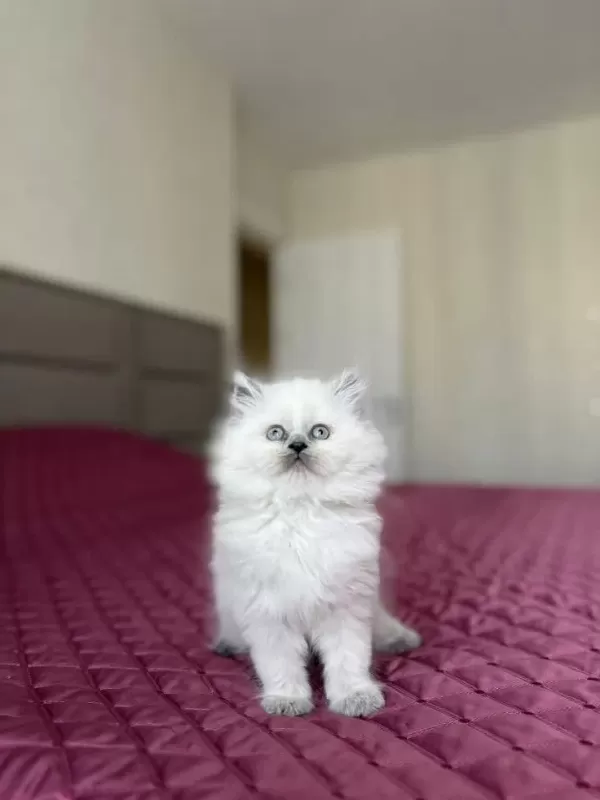 British Longhair Yavrularimiz Teslime Hazir