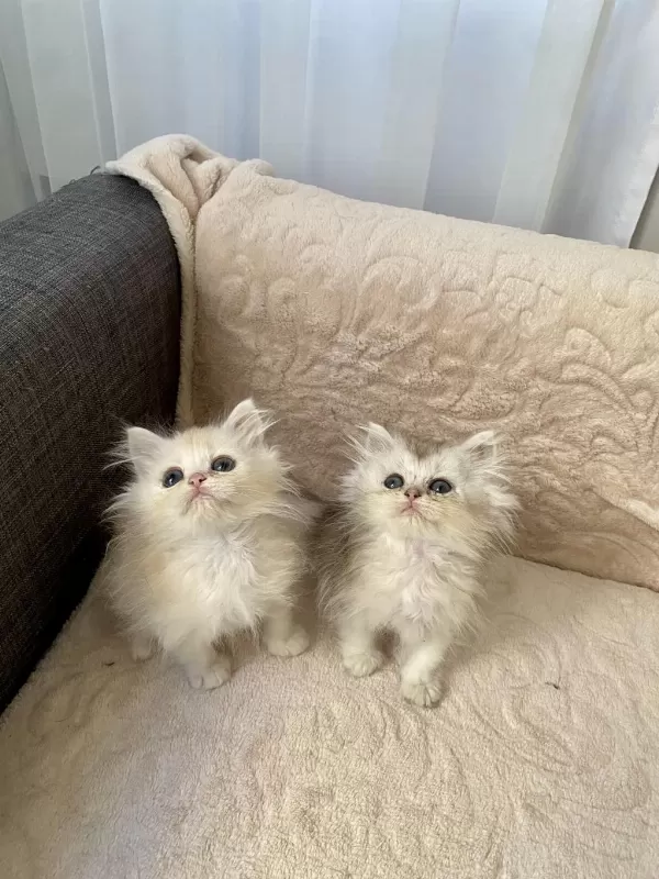 Çok Sevimli Ve Oyuncu British Longhair Yavrularım