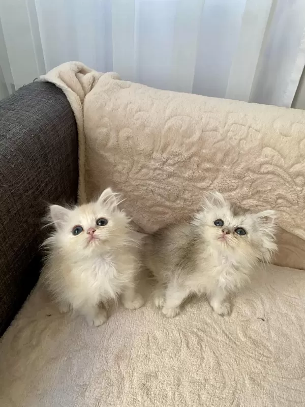 Çok Sevimli Ve Oyuncu British Longhair Yavrularım
