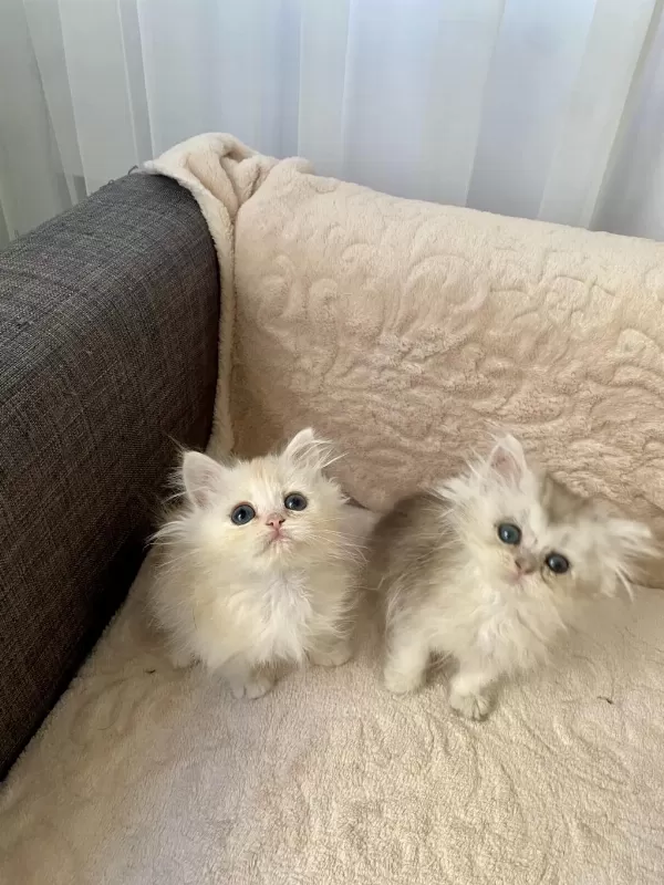Çok Sevimli Ve Oyuncu British Longhair Yavrularım