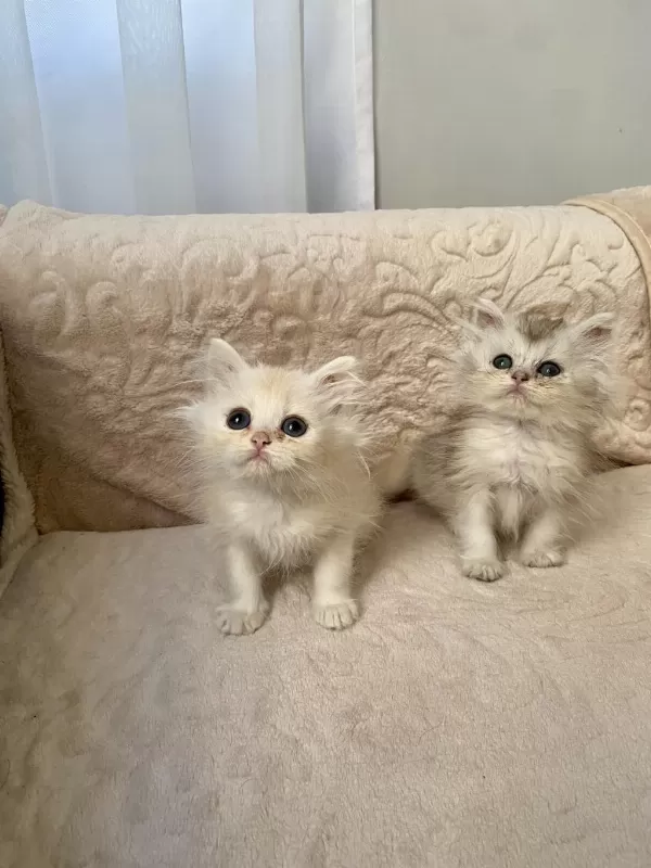 Çok Sevimli Ve Oyuncu British Longhair Yavrularım