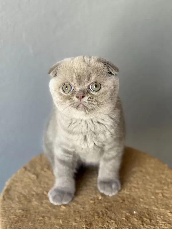 Scottish Fold Kedisi