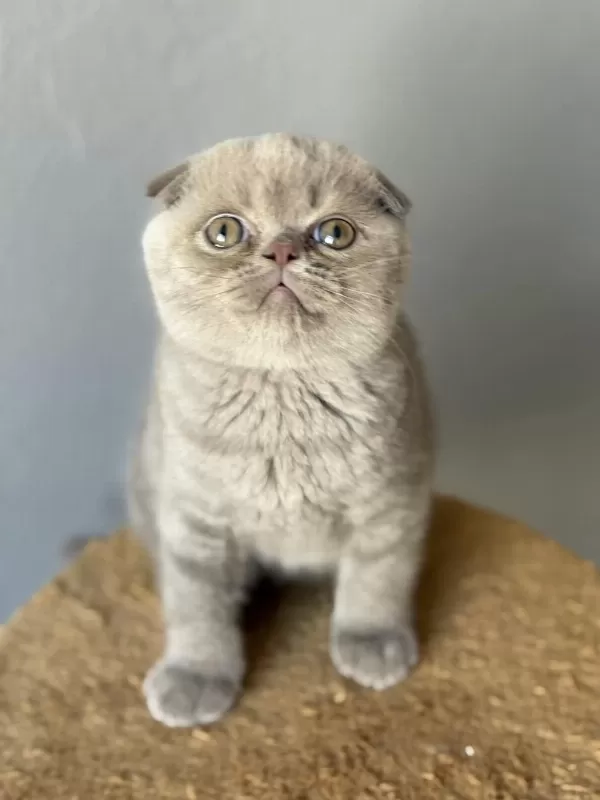 Scottish Fold Kedisi
