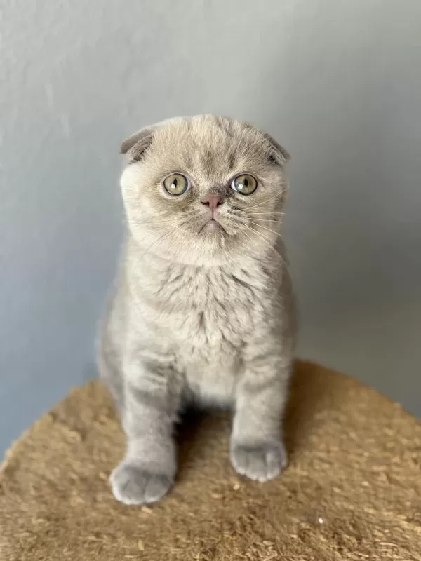 Scottish Fold Kedisi