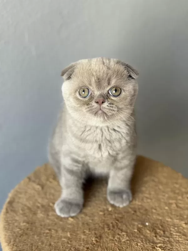 Scottish Fold Kedisi