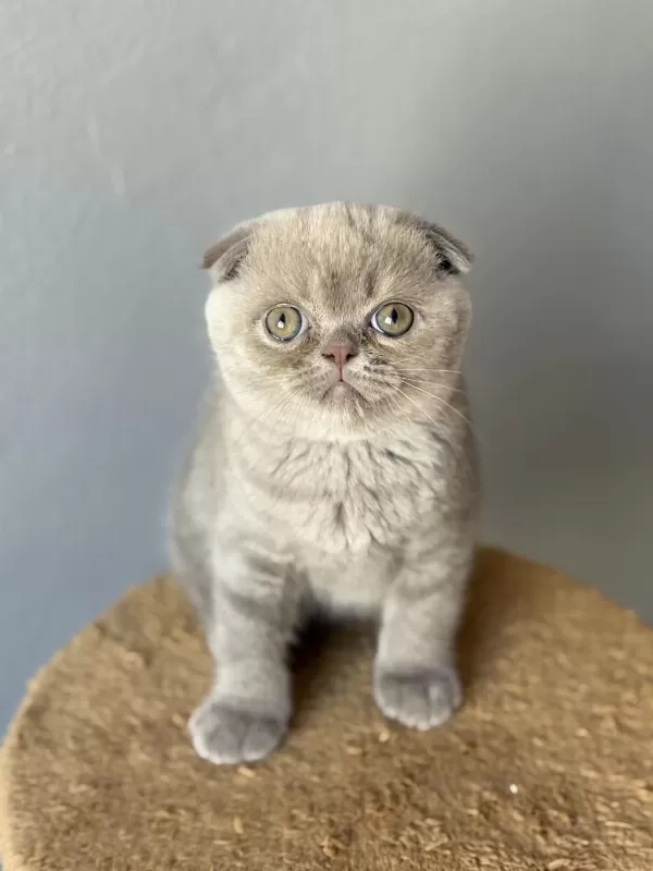 Scottish Fold Kedisi