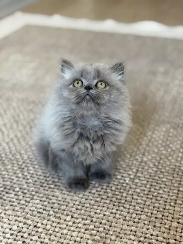 British Longhair Cer