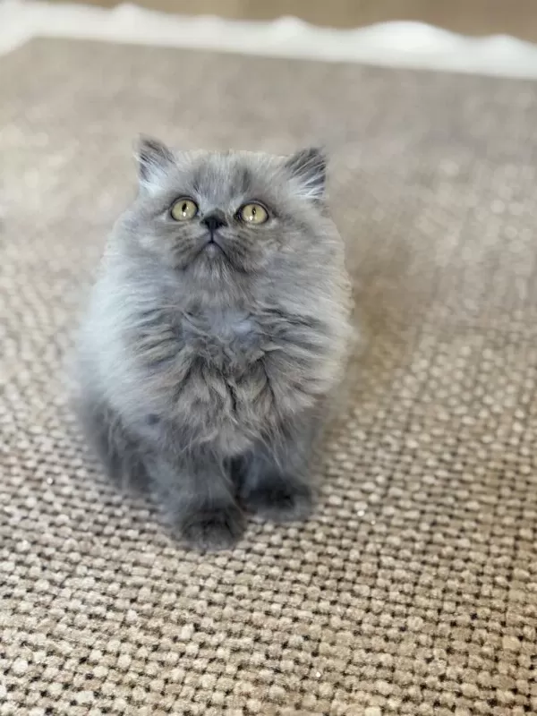 British Longhair Cer