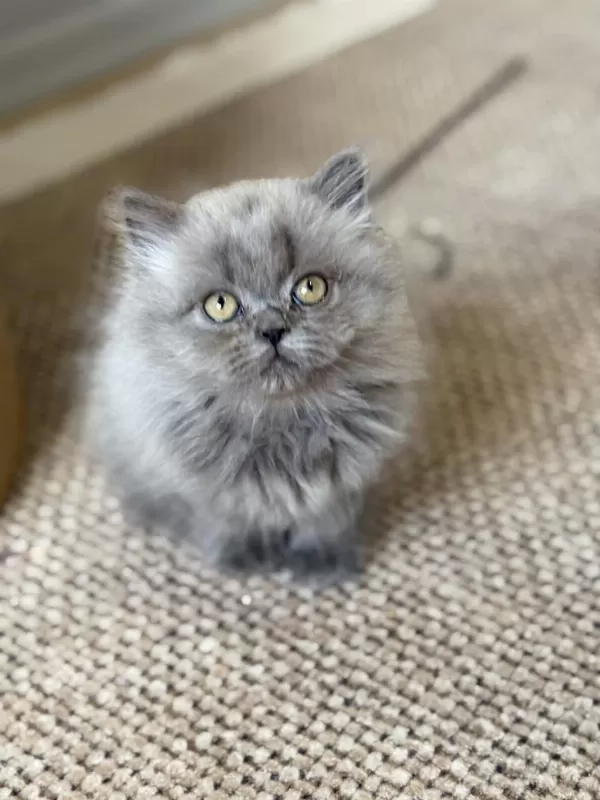 British Longhair Cer