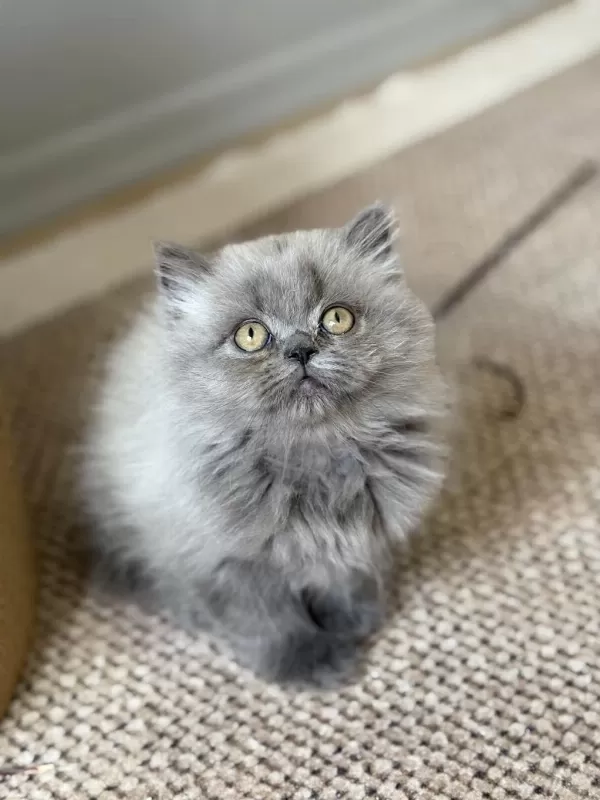 British Longhair Cer