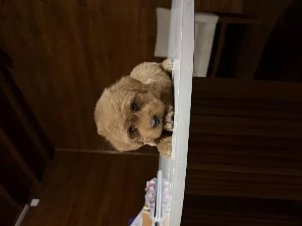 Üst Kalite Maltipoo Yavrularımız