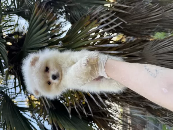 Harika Pomeranian Boo
