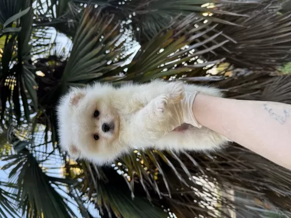 Harika Pomeranian Boo