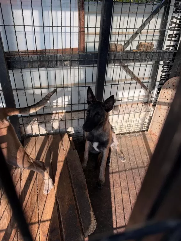 Dişi 4.3 Aylık Tüm Aşıları Tam Malinois