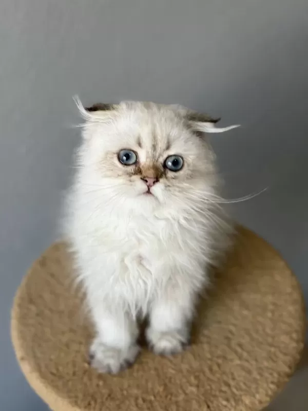 Scottish Fold Longhair