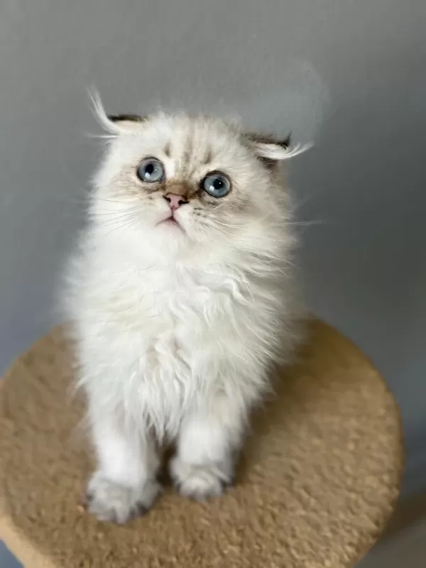 Scottish Fold Longhair