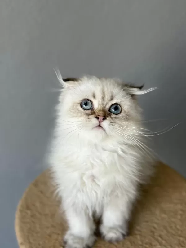 Scottish Fold Longhair