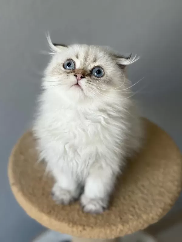 Scottish Fold Longhair