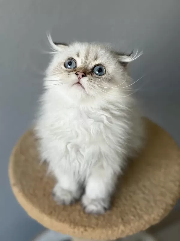 Scottish Fold Longhair