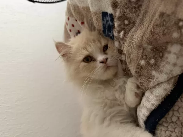 Sağlıklı Erkek İran Kedisi