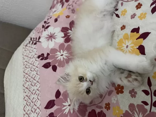 Sağlıklı Erkek İran Kedisi