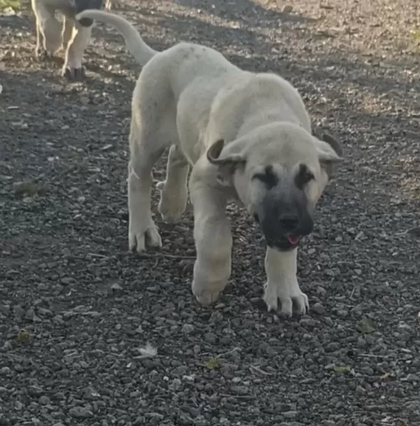 Sağlıklı Boz Çoban Köpeği