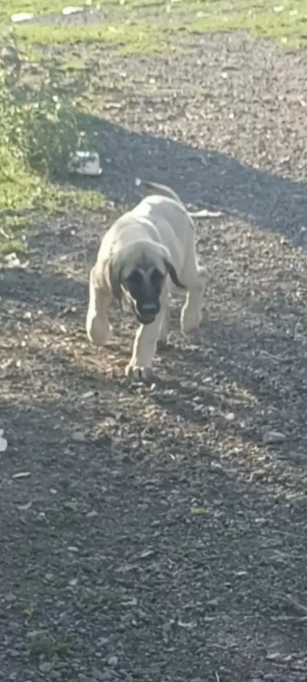 Sağlıklı Boz Çoban Köpeği