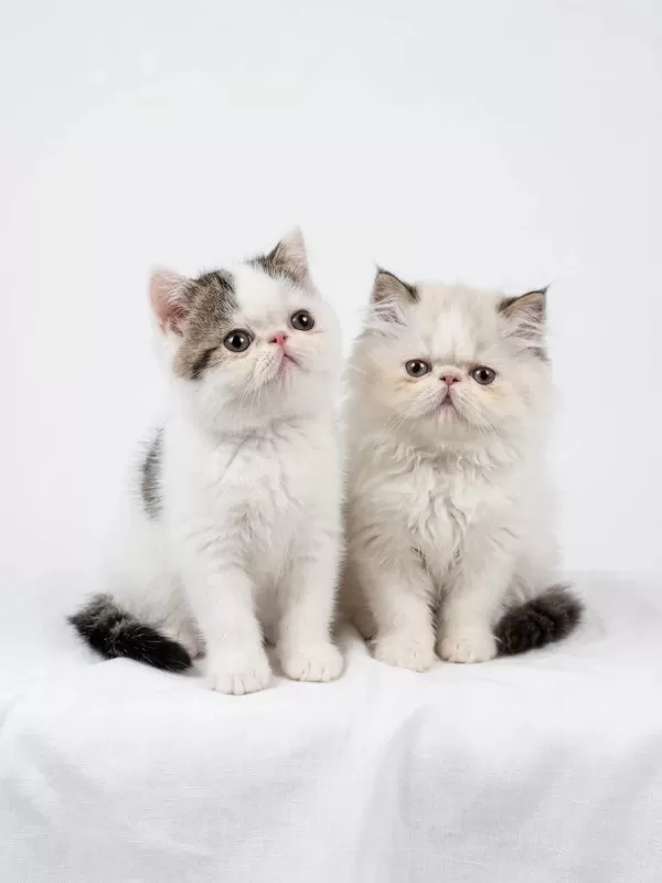 Van Desen Exotic Shorthair Yavrular