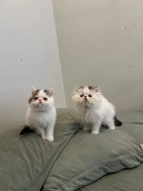 Van Desen Exotic Shorthair Yavrular