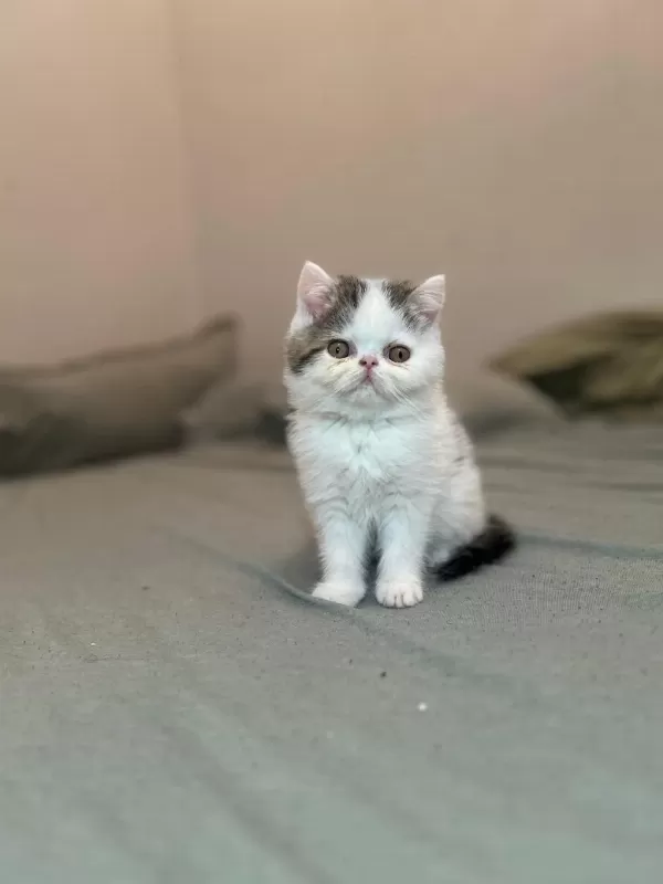Van Desen Exotic Shorthair Yavrular