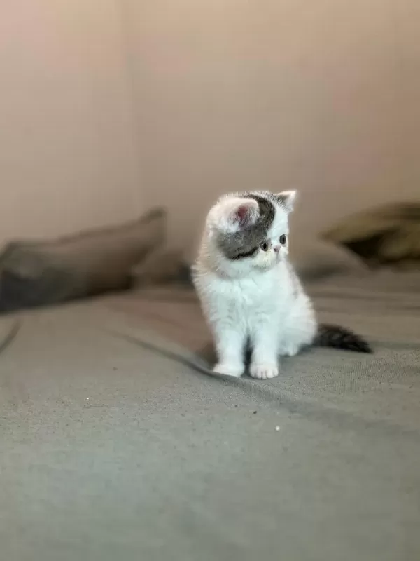 Van Desen Exotic Shorthair Yavrular