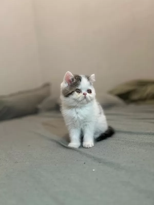 Van Desen Exotic Shorthair Yavrular